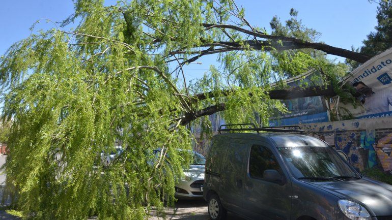 Uno de los pocos incidentes que se registraron en la capital neuquina fue la caída de este viejo árbol en la calle Carlos H. Rodríguez.