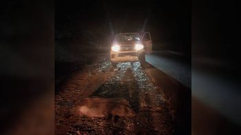 se salvaron de milagro: se les cruzaron mas de 12 jabalies en la ruta se salvaron de milagro: se les cruzaron mas de 12 jabalies en la ruta