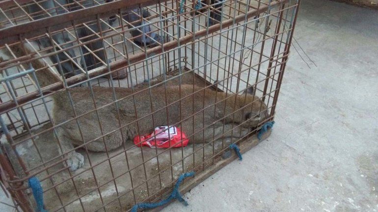 Sorpresa no grata: empleados de un galpón llegaron a trabajar y encontraron un puma