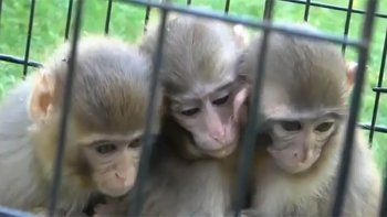 turquia: conmovedora escena de tres monos se hace viral