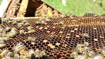 Abejas removiendo cría infectada: un instinto defensivo que revela la gravedad de la loque americana en colmenas patagónicas, con potencial propagación vía enjambres. | LM Neuquen Abejas removiendo cría infectada: un instinto defensivo que revela la gravedad de la loque americana en colmenas patagónicas, con potencial propagación vía enjambres.