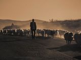 Chubut lleva adelante la Encuesta Ganadera Obligatoria hasta fin de año.