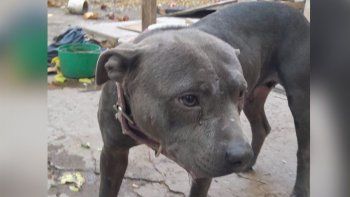 Desbarataron a un criadero clandestino de pitbull y rescataron a una perra