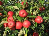 Frutas de Chile anticipa una temporada positiva para las manzanas frescas, con envíos que superarían las 580 mil toneladas y una fuerte apuesta por variedades de mayor valor agregado. Frutas de Chile anticipa una temporada positiva para las manzanas frescas, con envíos que superarían las 580 mil toneladas y una fuerte apuesta por variedades de mayor valor agregado.