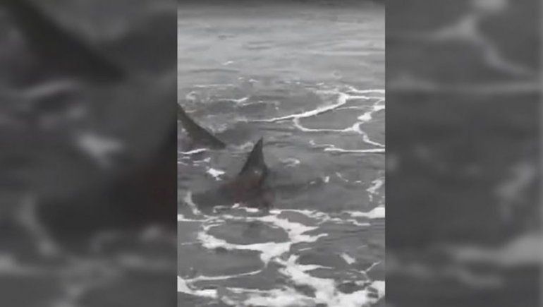 Tiburón asustó a turistas en la playa de Monte Hermoso