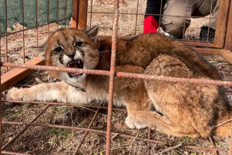 Un vecino se encontró con un puma que cruzaba la ruta: así intervino Fauna