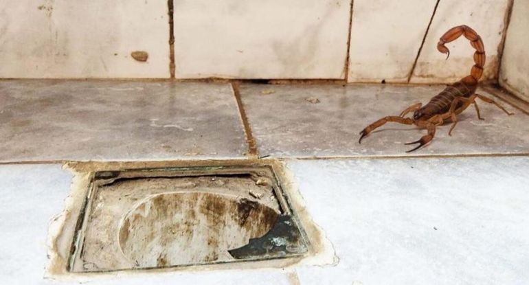 Efecto inesperado de El Niño: aparecen alacranes en las casas por las intensas lluvias.