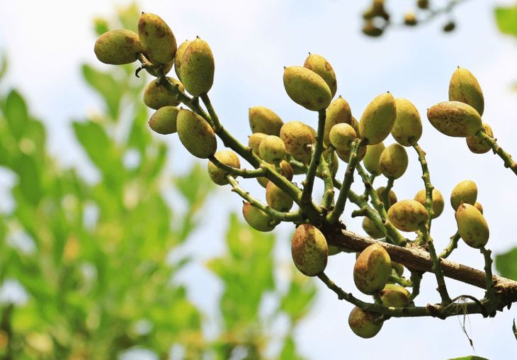 Del chocolate viral a la pasta industrial: el pistacho español acelera su crecimiento y gana protagonismo en Europa. Del chocolate viral a la pasta industrial: el pistacho español acelera su crecimiento y gana protagonismo en Europa.