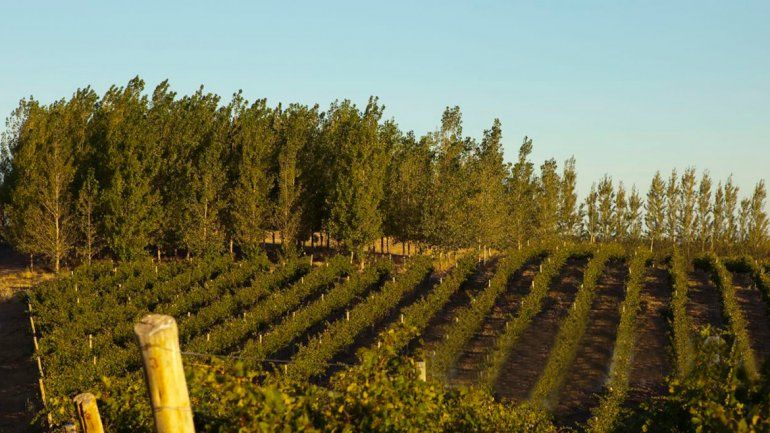 El terroir de San Patricio del Chañar es único y le da un característico sabor al malbec.