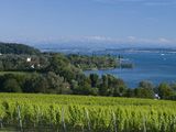 Parte importante de la producción de manzanas de Alemania se encuentre a orillas del río Elba.