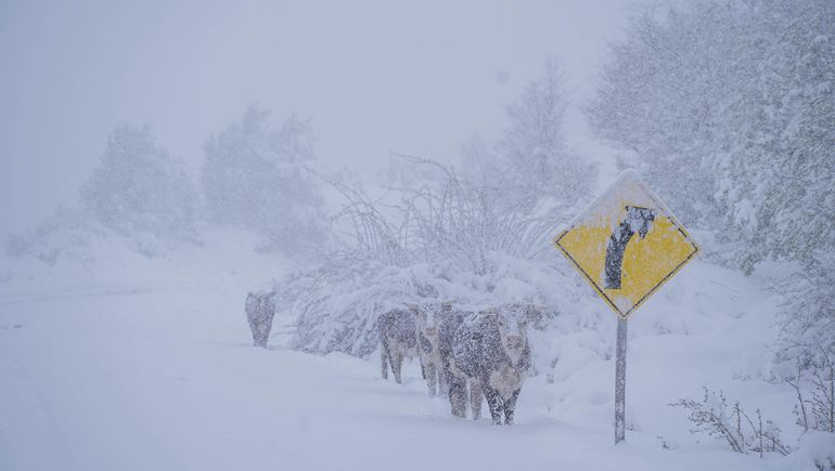 El SMN emitió un alerta amarillo por intensas nevadas. Foto: archivo