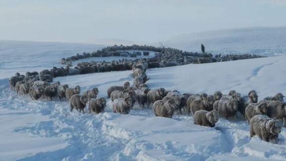 Productores rurales estiman que en toda la Patagonia hay un millón de cabezas de ganado en riesgo por las inusuales nevadas y el frío extremo de junio y julio.&nbsp;