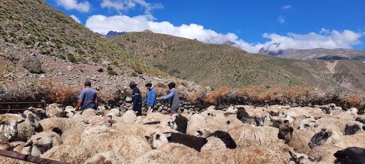 Saberes de la cordillera: En parajes remotos, los crianceros de Coyuco y Cochico sostienen una economía basada en la ganadería caprina y la tradición. Saberes de la cordillera: En parajes remotos, los crianceros de Coyuco y Cochico sostienen una economía basada en la ganadería caprina y la tradición.