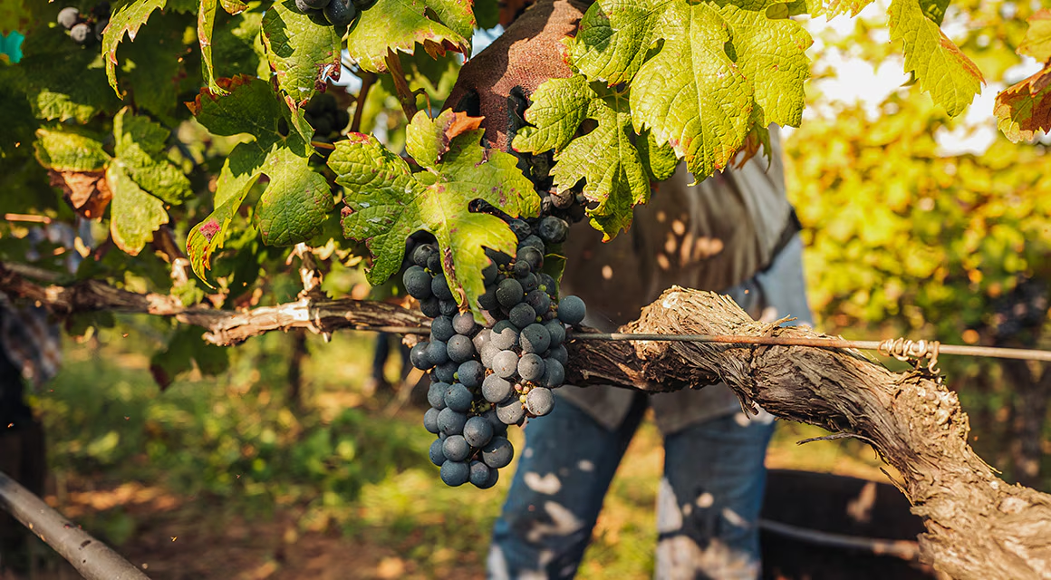 El vino ha acompañado a la humanidad durante más de 2.000 años, hoy está cambiando. Foto: BBVA