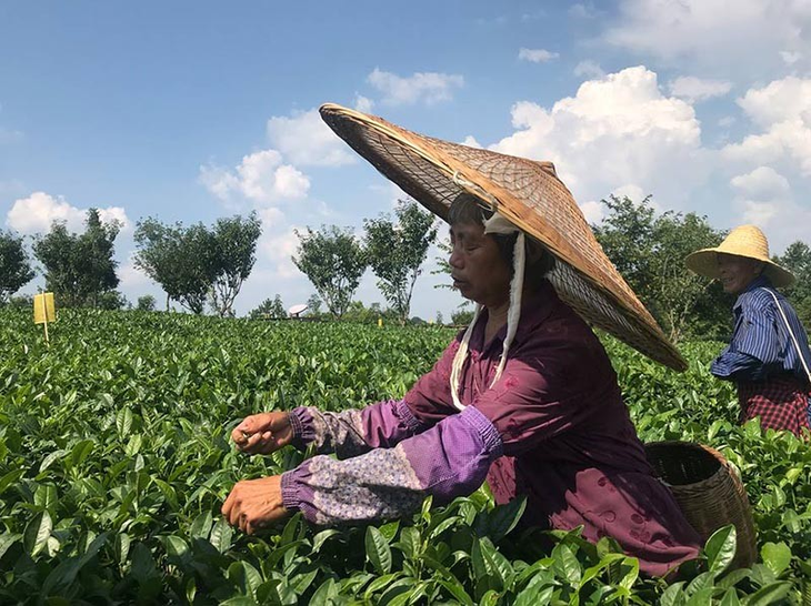 Los hombres y mujeres con sus coloridos sombreros de bambú son parte del paisaje. Los hombres y mujeres con sus coloridos sombreros de bambú son parte del paisaje.