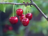 El mercado internacional de cerezas seguirá creciendo en forma sostenida durante los próximos años.