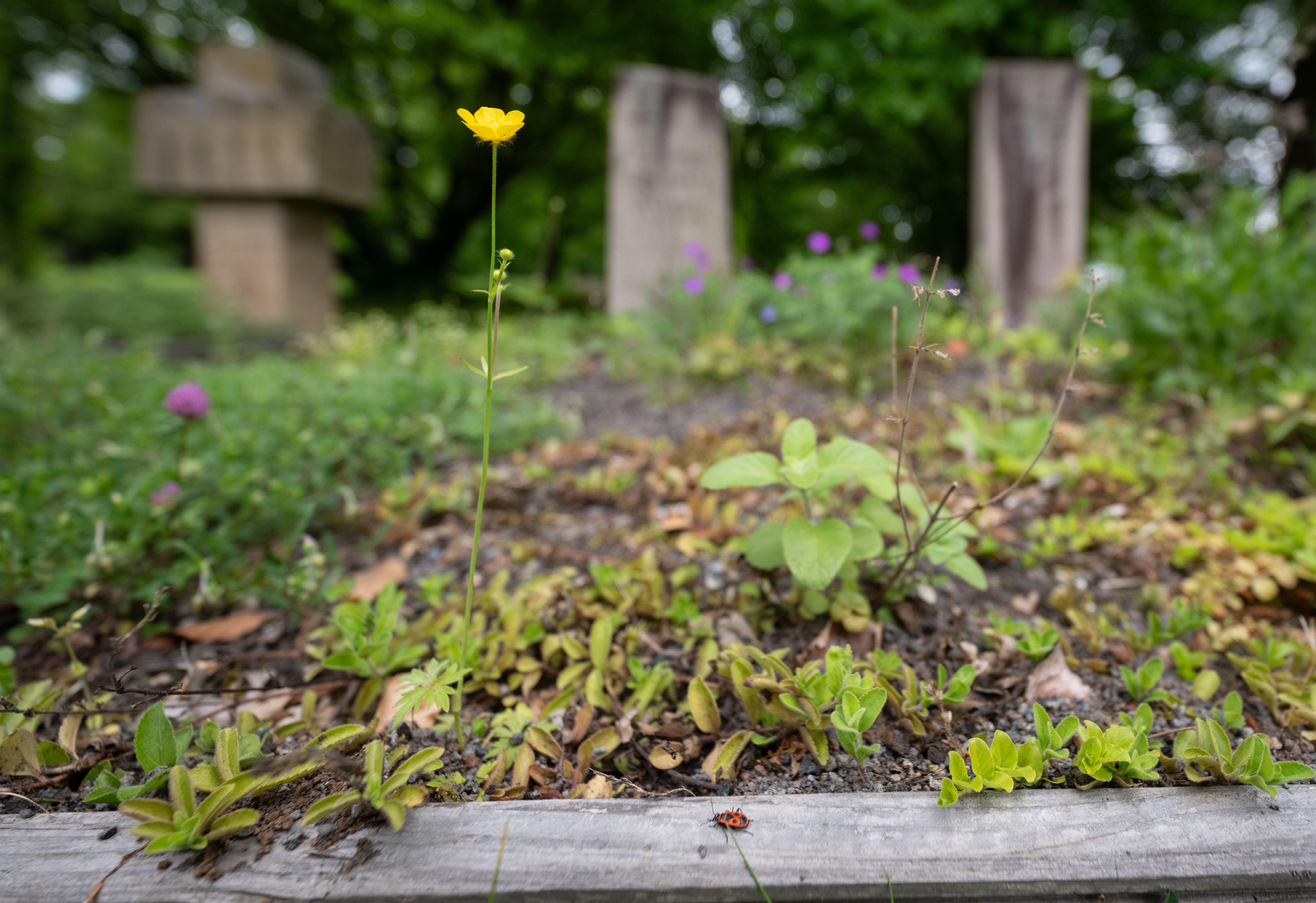 debate sobre bichos: ¿las ciudades pueden salvar a los insectos del campo?