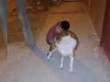 Nene triste y deprimido porque le robaron su perro: cómo ayudarlo
