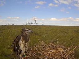 El nido del águila coronada en el que instalaron las cámaras pra el streaming está en el oeste de La Pampa, en una zona de difícil acceso, a unos 300 kilómetros de Santa Rosa. El nido del águila coronada en el que instalaron las cámaras pra el streaming está en el oeste de La Pampa, en una zona de difícil acceso, a unos 300 kilómetros de Santa Rosa.