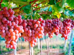 La uva de mesa, un producto de excelencia que Brasil coloca en el mundo. La uva de mesa, un producto de excelencia que Brasil coloca en el mundo.