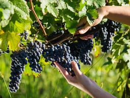 El respaldo financiero  se destinará a gastos de cosecha, acarreo de uva y de elaboración de productos vitivinícolas.