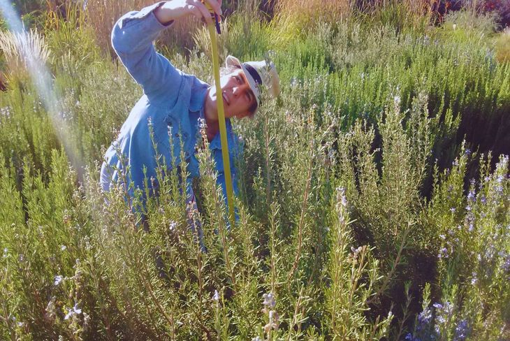 Tiene buena adaptación a climas templados, templados cálidos, áridos y semiáridos, con alta insolación y amplitud térmica. Foto INTA Tiene buena adaptación a climas templados, templados cálidos, áridos y semiáridos, con alta insolación y amplitud térmica. Foto INTA