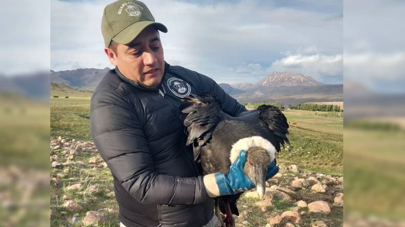 El cóndor rescatado en Huinganco | LM Neuquen El cóndor rescatado en Huinganco