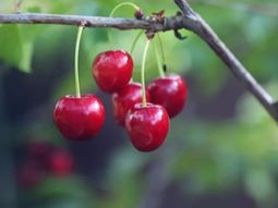 El mercado internacional de cerezas seguirá creciendo en forma sostenida durante los próximos años.