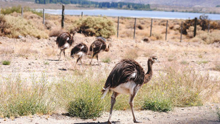 Los choiques se roban todas las miradas en la Ruta 14