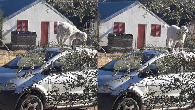 Video: furor en el centro neuquino por una chiva que se cree perro