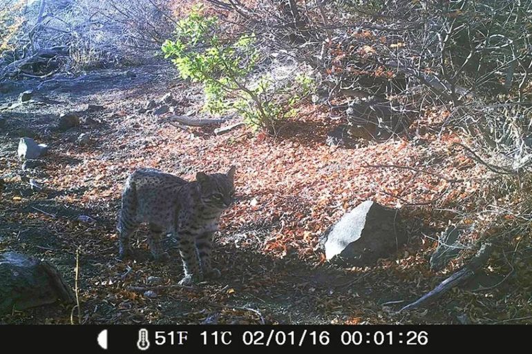 Gato montés y zorros: las increíbles imágenes de la fauna de Neuquén captadas por cámaras trampa