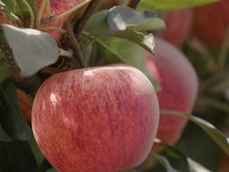 La manzana Red delious tiene un nicho bien definido en el mercado de Brasil. La manzana Red delious tiene un nicho bien definido en el mercado de Brasil.