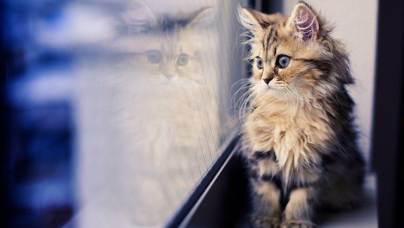 ¿por que mi gato desaparece y como lo evito?