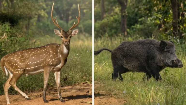 Son una especie considerada invasora y con un impacto negativo sobre la producción.