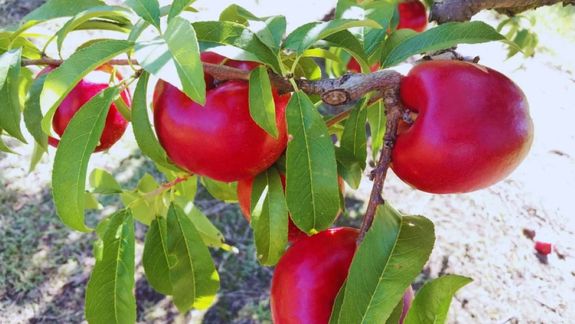 Desarrollada por el INTA, la variedad Pionero INTA puede conservarse más de 47 días en frío, un avance clave para llegar a mercados lejanos.