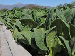 La emisión de warrants en dólares creció un 93% en 2025, alcanzando niveles récord de financiamiento. La emisión de warrants en dólares creció un 93% en 2025, alcanzando niveles récord de financiamiento.