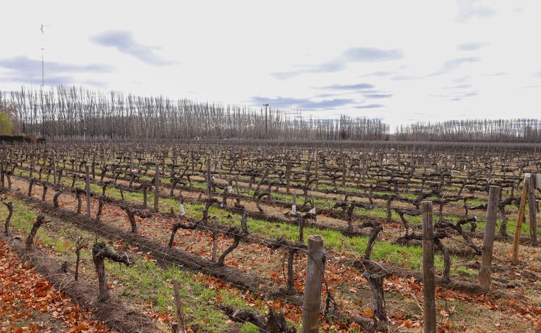 Pronóstico: se espera una noche más tranquila, sin heladas