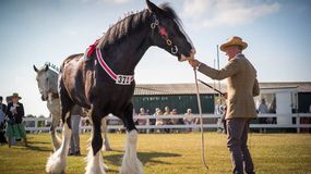El caballo de raza Shire sorprende por sus casi 2 metros de altura y sus imponentes dimensiones. | LM Neuquen El caballo de raza Shire sorprende por sus casi 2 metros de altura y sus imponentes dimensiones.