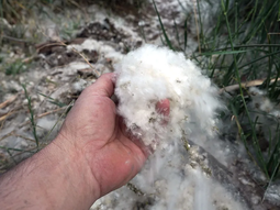 ¿hasta cuando van a invadir neuquen las pelusas de los alamos? ¿hasta cuando van a invadir neuquen las pelusas de los alamos?