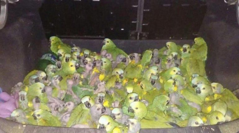Demoraron a un joven que trasportaba 146 loros habladores en el baúl