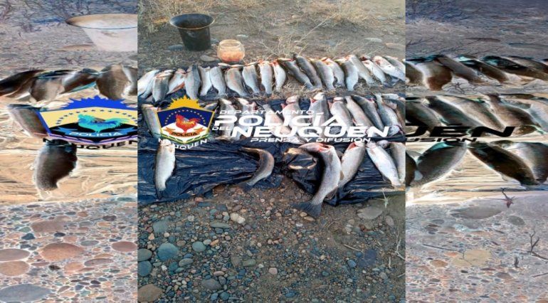 Pesca furtiva: incautan 46 truchas en operativo de tránsito