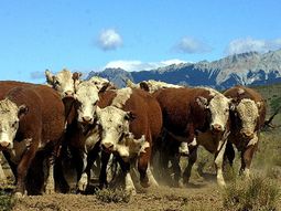 Los ganaderos de la Patagonia, a la espera de definiciones por parte del SENASA. Los ganaderos de la Patagonia, a la espera de definiciones por parte del SENASA.