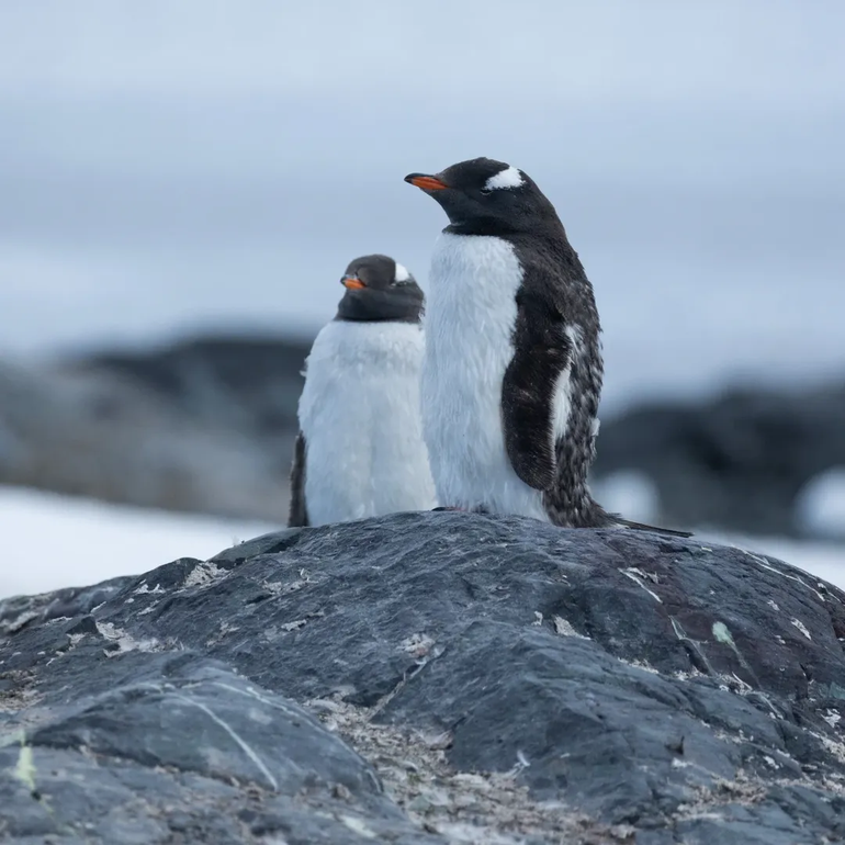Chubut: para los pingüinos macho es clave tener un buen nido.