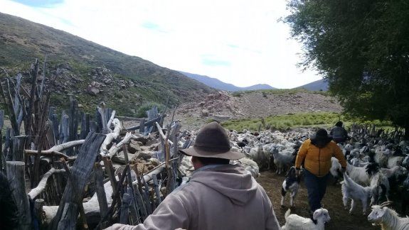 Cuántos crianceros están en conflicto y de quiénes son los títulos de las tierras