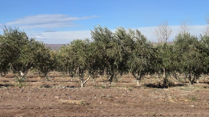 El despertar de la meseta: Arrancó la cosecha de olivos en el corazón del desierto patagónico. | LM Neuquen El despertar de la meseta: Arrancó la cosecha de olivos en el corazón del desierto patagónico.