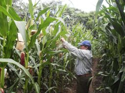 Plaguicidas naturales: cómo el maíz abre la puerta a un nuevo modelo agrícola. Plaguicidas naturales: cómo el maíz abre la puerta a un nuevo modelo agrícola.