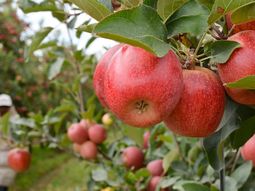 brasil bate record en importaciones de manzanas: ¿que paises lideran el mercado? brasil bate record en importaciones de manzanas: ¿que paises lideran el mercado?