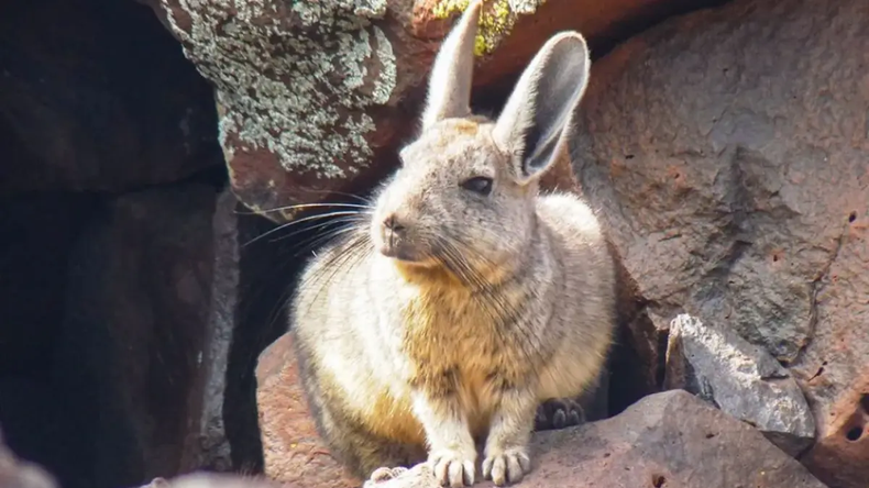 El Chinchillón forma parte de la fauna silvestre de Neuquén. | LM Neuquen El Chinchillón forma parte de la fauna silvestre de Neuquén.