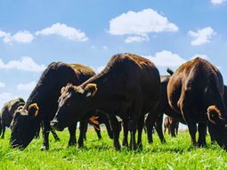 Cambiando los índices de extracción, porcentaje de preñez, destetes, nivel de marcación, etc., Argentina podría duplicar su producción de carne. Cambiando los índices de extracción, porcentaje de preñez, destetes, nivel de marcación, etc., Argentina podría duplicar su producción de carne.