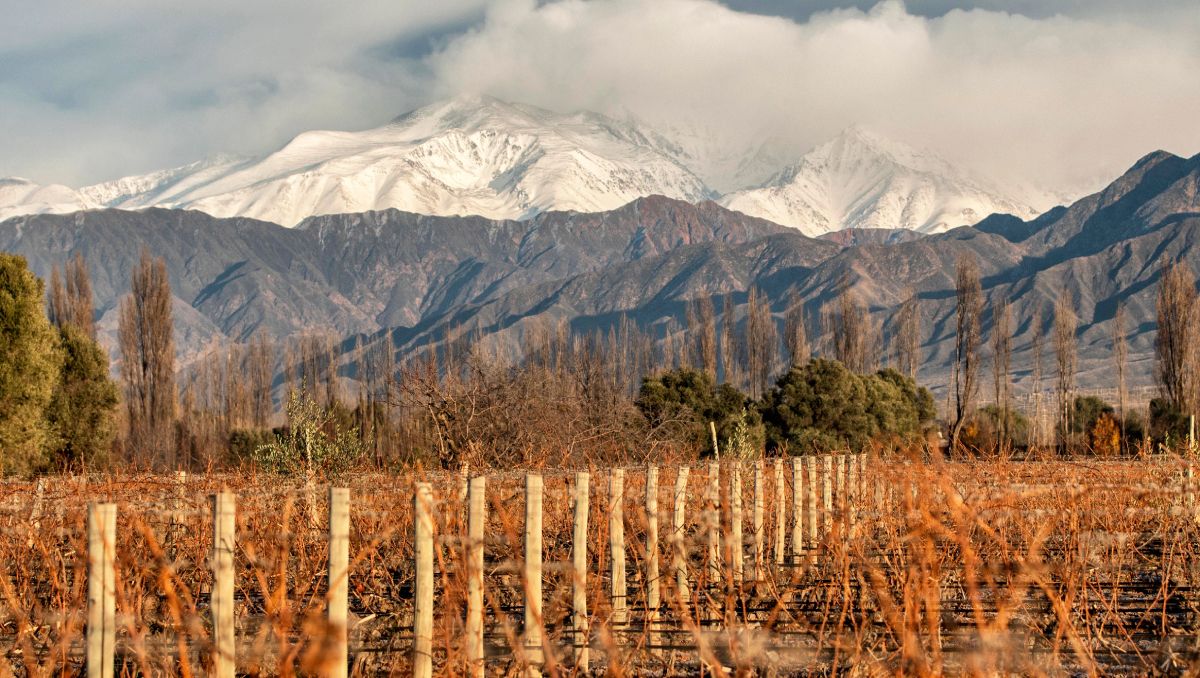 La nueva vida del Malbec Mendoza